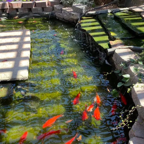 Koi Pond Design and Construction